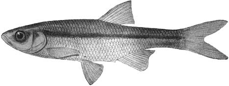 Alburnoides oblongus - p. Чирчик (бассейн Сырдарьи). Увел. в 1.4 раза (Берг, 1949)
