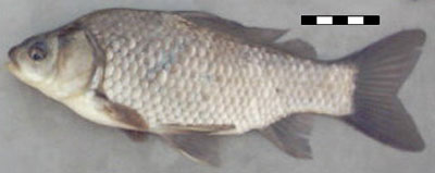 Carassius auratus gibelio, самец. l=217 мм. Приаралье. 10.05.2003