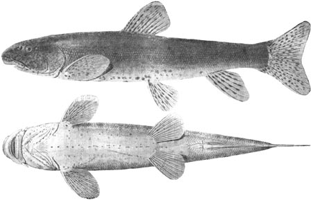 Diptychus maculatus - Длина 280 мм (Берг, 1949)