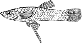 Gambusia affinis. Самец. X3 (Берг, 1949)