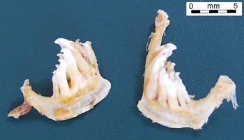 Глоточные зубы. Hemiculter leucisculus, р.Заравшан, 27.4.2001
