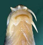 Nemacheilus stoliczkai. Голова снизу. Р. Аксак-Ата, Узбекистан. 20.07.03. 4% раствор формалина