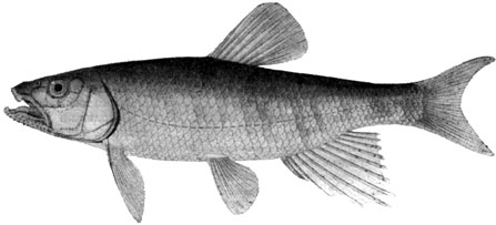 Opsariichthys uncirostris. Бассейн оз. Ханка (Берг, 1949)