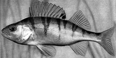 Perca fluviatilis (Иллюстрированная энциклопедия рыб, 1982)
