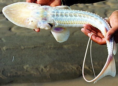 Pseudoscaphirhynchus kaufmanni, 43 см, 545 г, река Амударья (с любезного разрешения В.Б. Сальникова, Туркменистан)