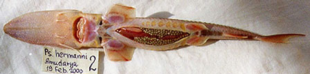 Pseudoscaphirhynchus hermanni, самка, река Амударья (с любезного разрешения В.Б. Сальникова, Туркменистан)