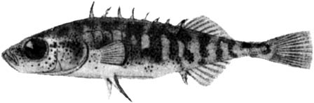 Pungitius platygaster aralensis (Берг, 1949)