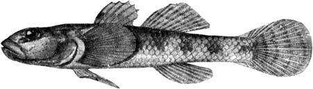 Rhinogobius similis X3 (Берг, 1949)