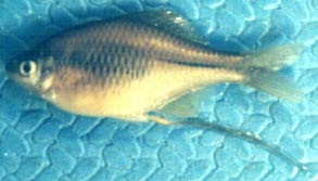 Rhodeus ocellatus ocellatus. Самка с яйцекладом, р.Заравшан, 27.4.2001