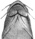 Sch. intermedius morpha fedtschenkoi, Памир, p. Кокуйбель. Голова снизу.