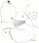 Ceriodaphnia laticaudata