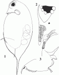 Daphnia pulicaria