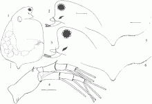 Simocephalus heilonjiangensis, самка