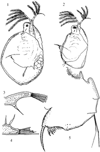 Simocephalus vetulus